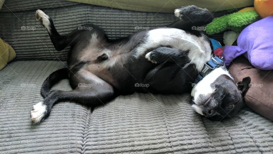 Spyro a Staffie cross Border Collie relaxing belly and paws up on a sofa