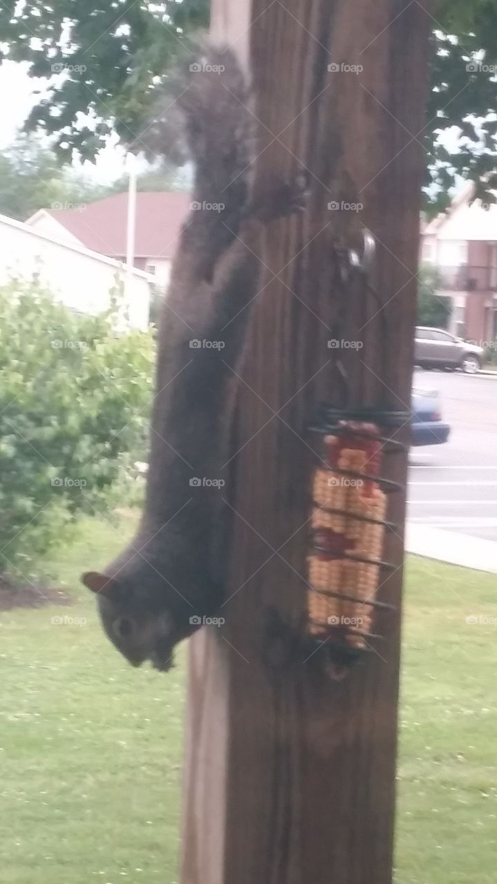 squirrel Eating Corn
