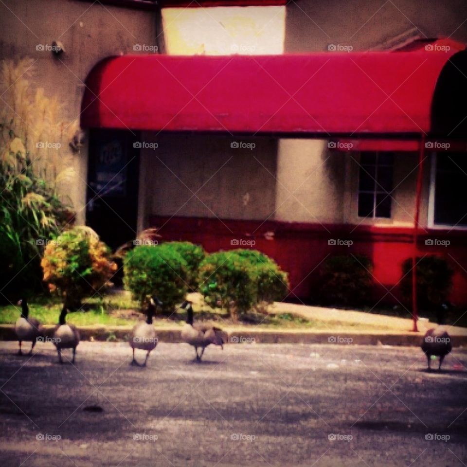 Five Geese Stumbled out of a Bar