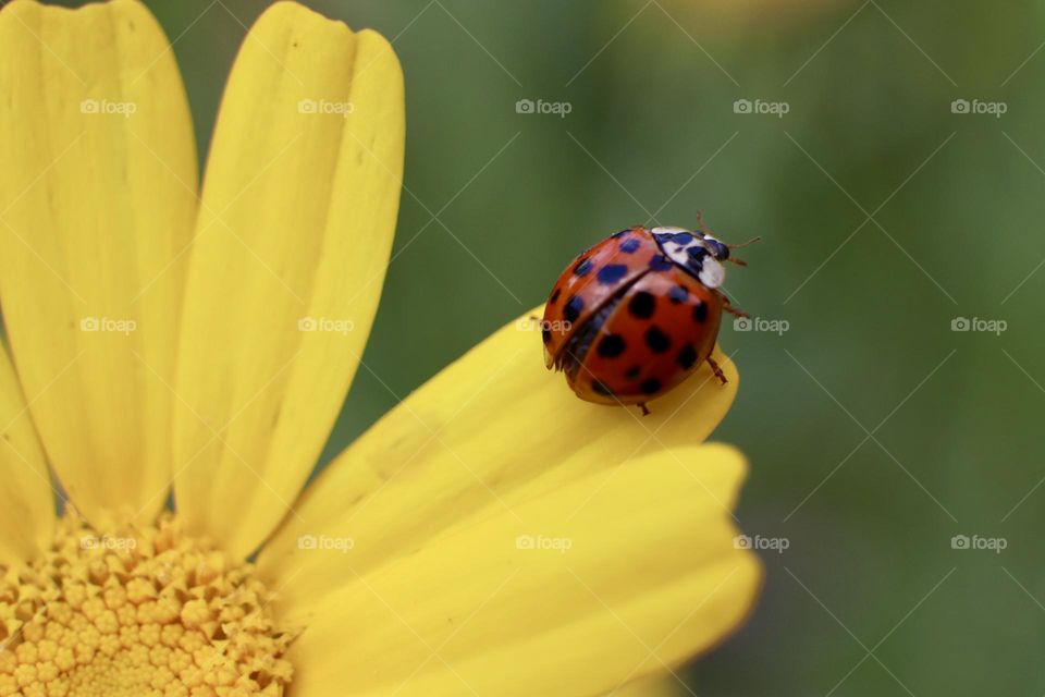 Red ladybug on yellow flower 