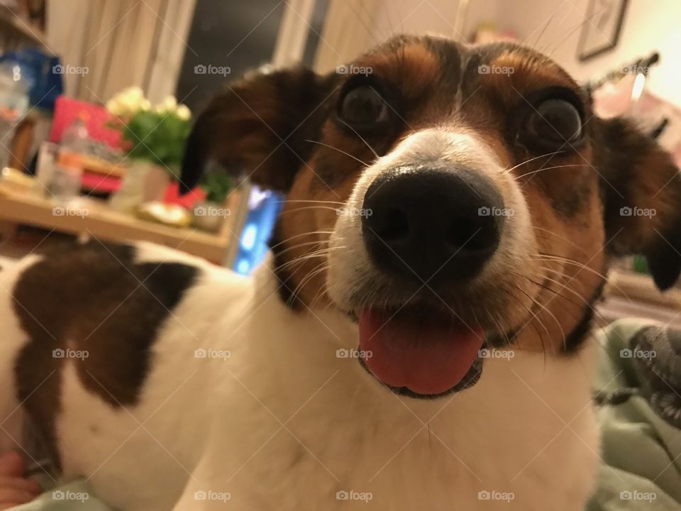 Dog, Canine, Mammal, Pet, Portrait