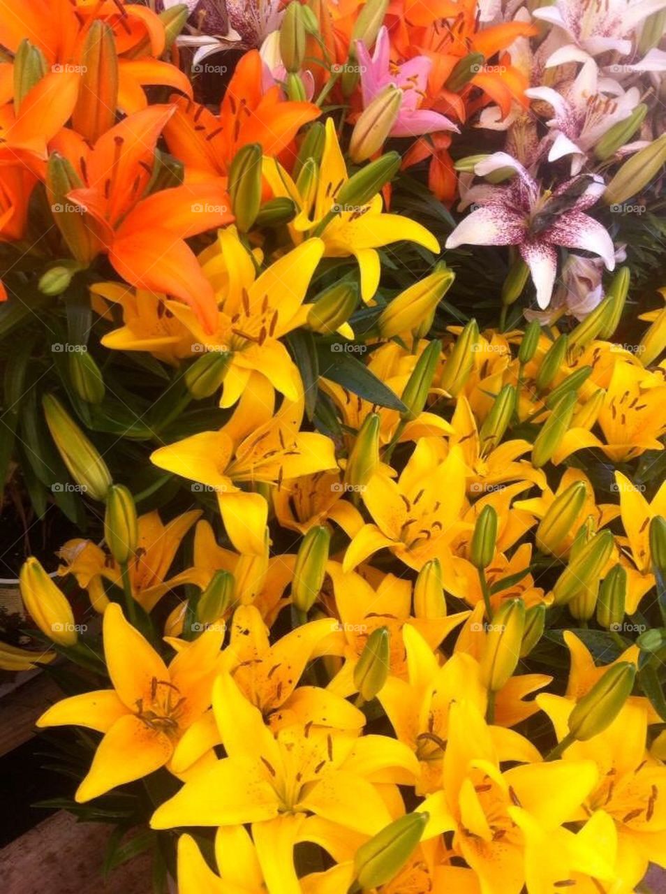 yellow flowers by bennicoffb
