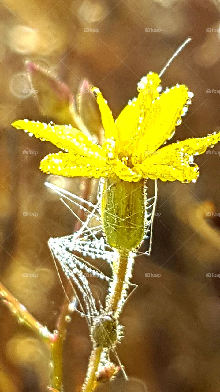 Nature, No Person, Leaf, Flora, Season