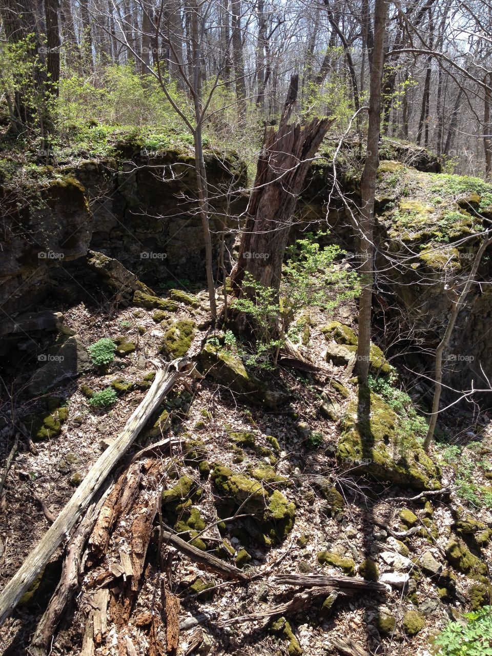 Wood, Nature, Tree, Landscape, Leaf