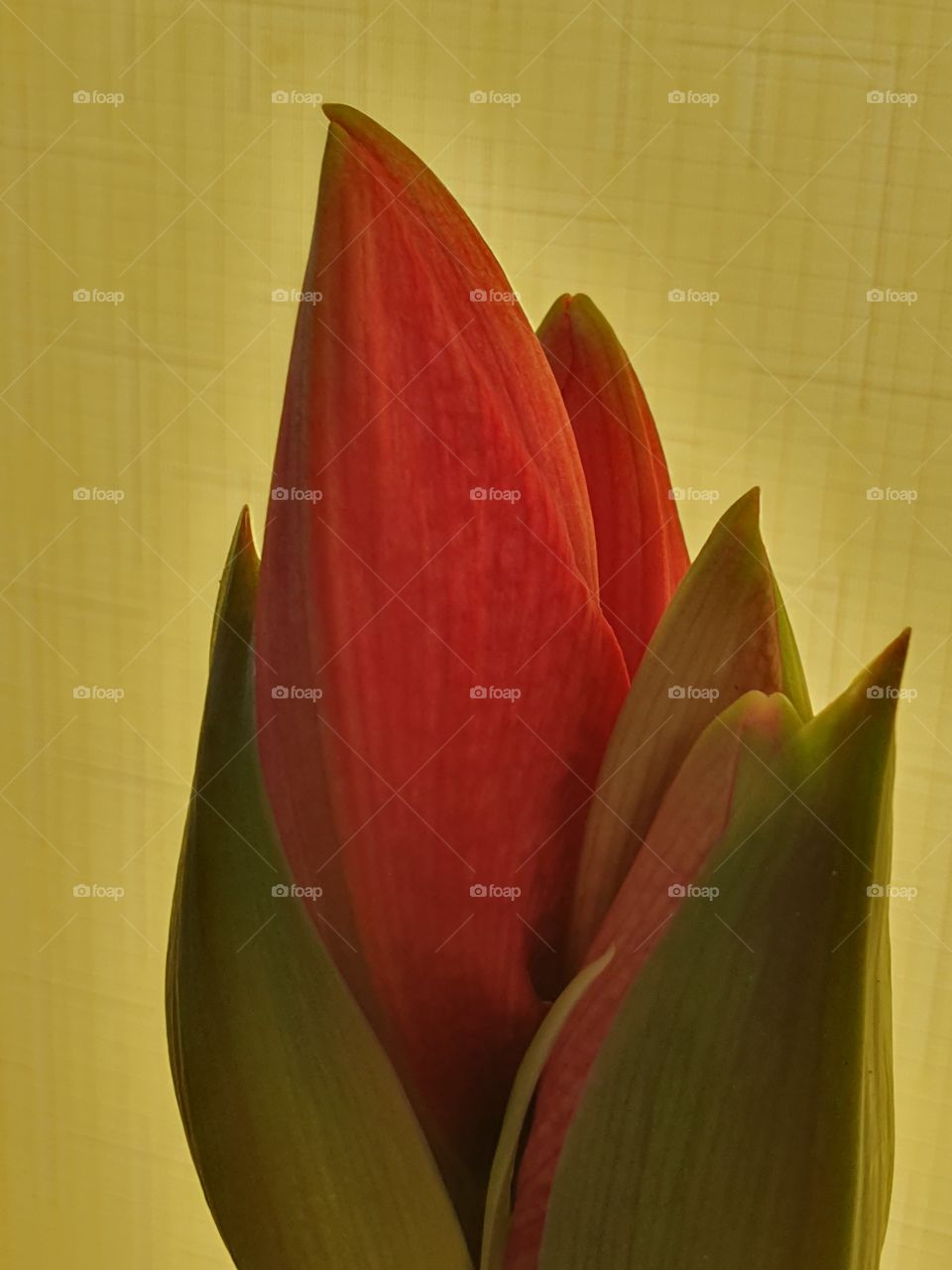 red flower bud in front of yellow curtain