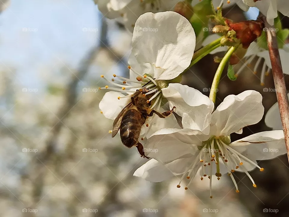 Nature in flower