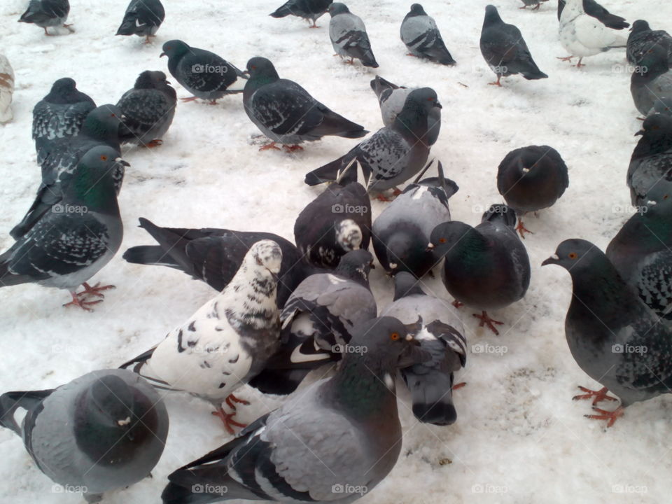 Bird, Pigeon, No Person, Wildlife, Winter