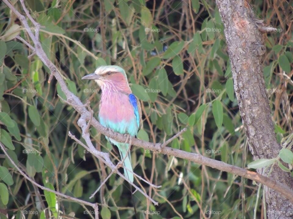 Lilac breasted roller