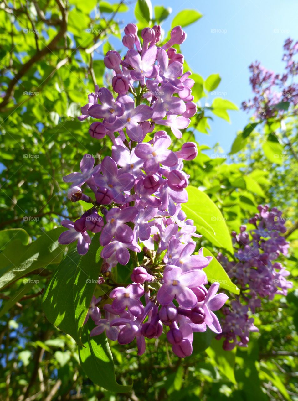 Lilacs in blooming in garden