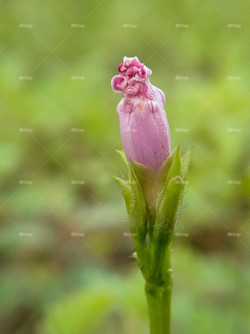 A pink flower