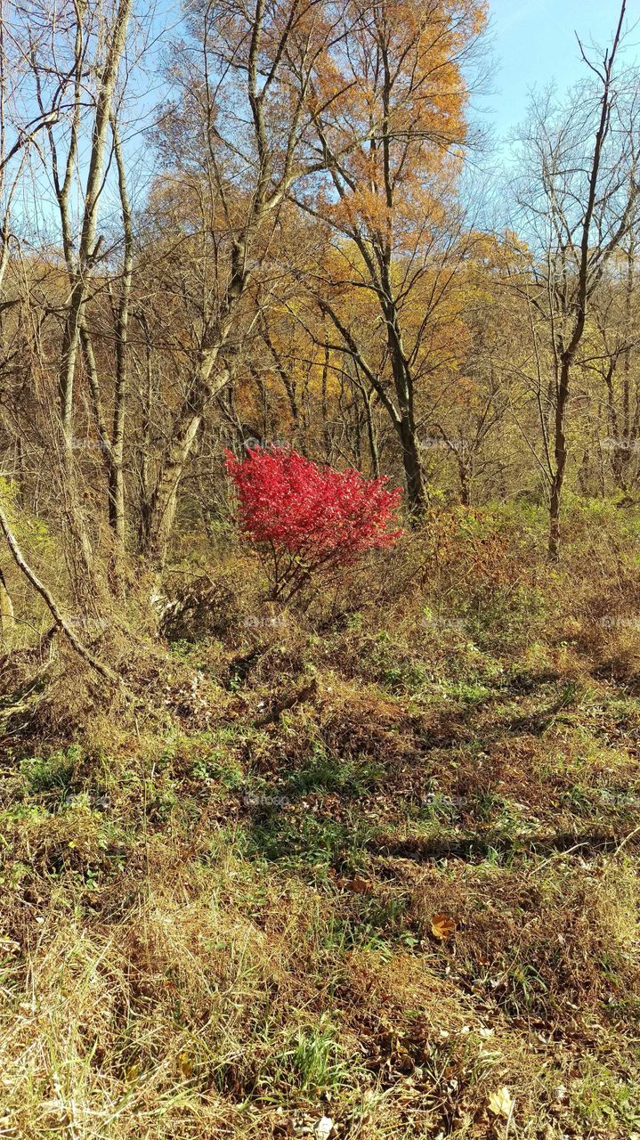 Bush on fire. A bright red bush burning out the last of it's fall color in an already dorment forest.
