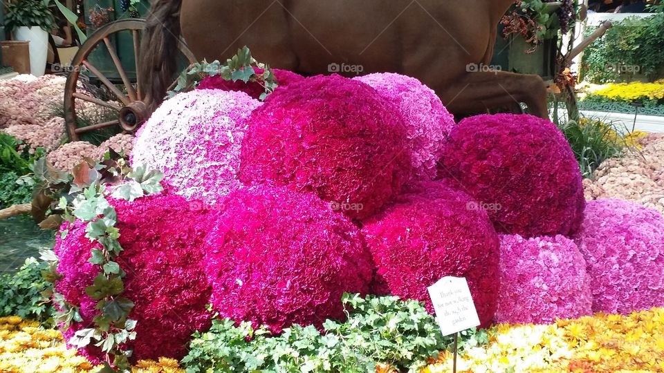 Floral Mum Balls at the Bellagio Concervetory Las Vegas