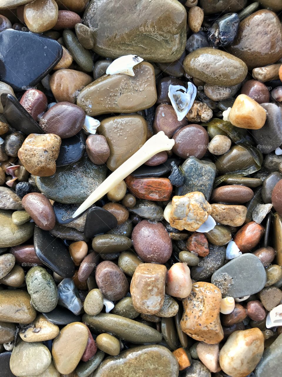 Lake Erie beach pebble and bone