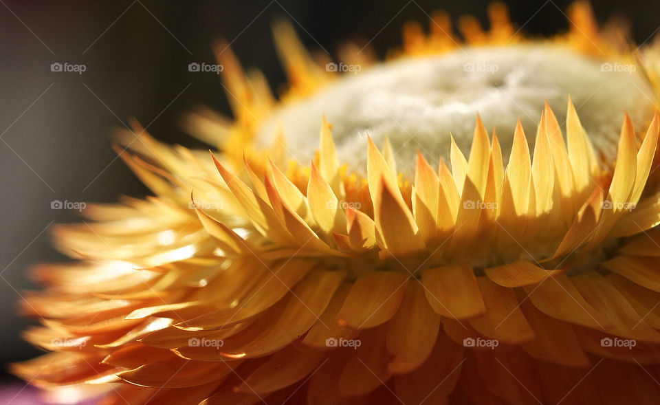 nature flower macro petal by resnikoffdavid