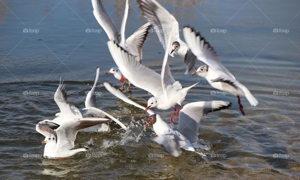 seagulls