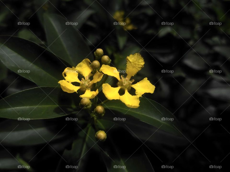 yellow flower in the garden