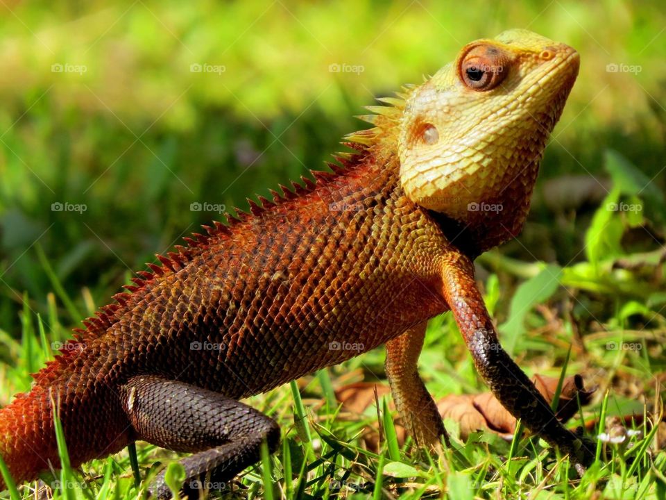 Lizard 🦎 Maldives 🇲🇻 