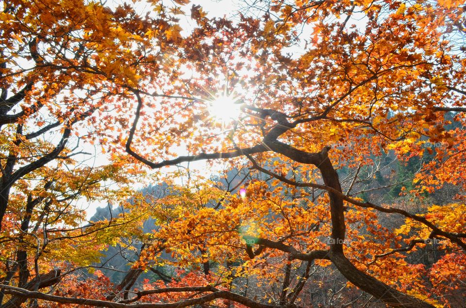 Sunlight through autumn trees