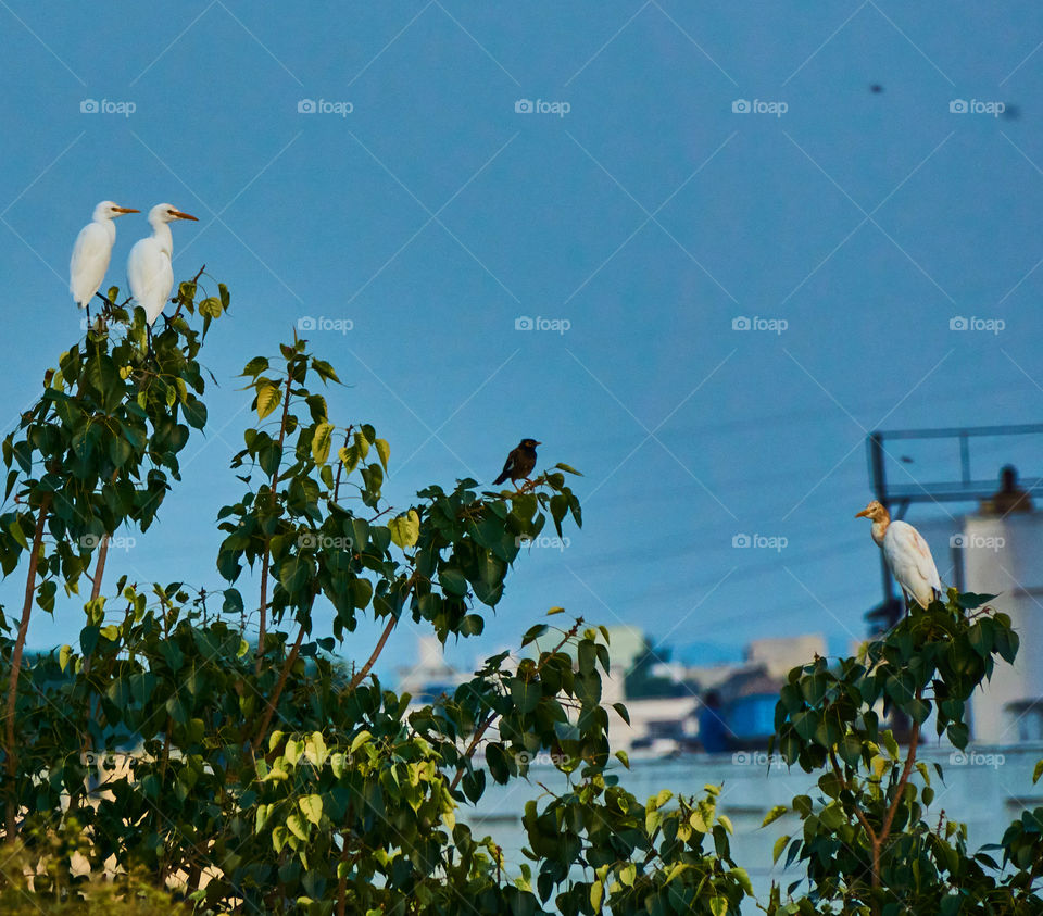 Bird photography  - Egret  - Evening light