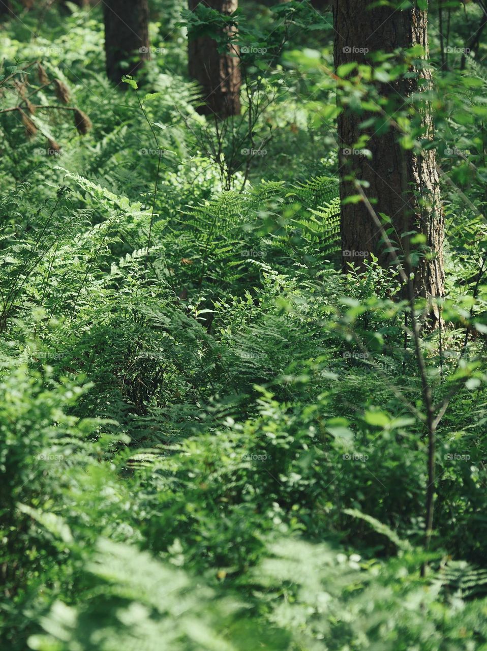 Forest floor