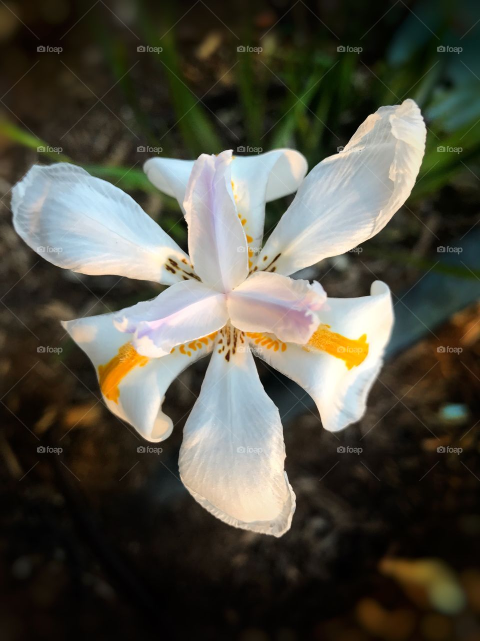 White Iris flower