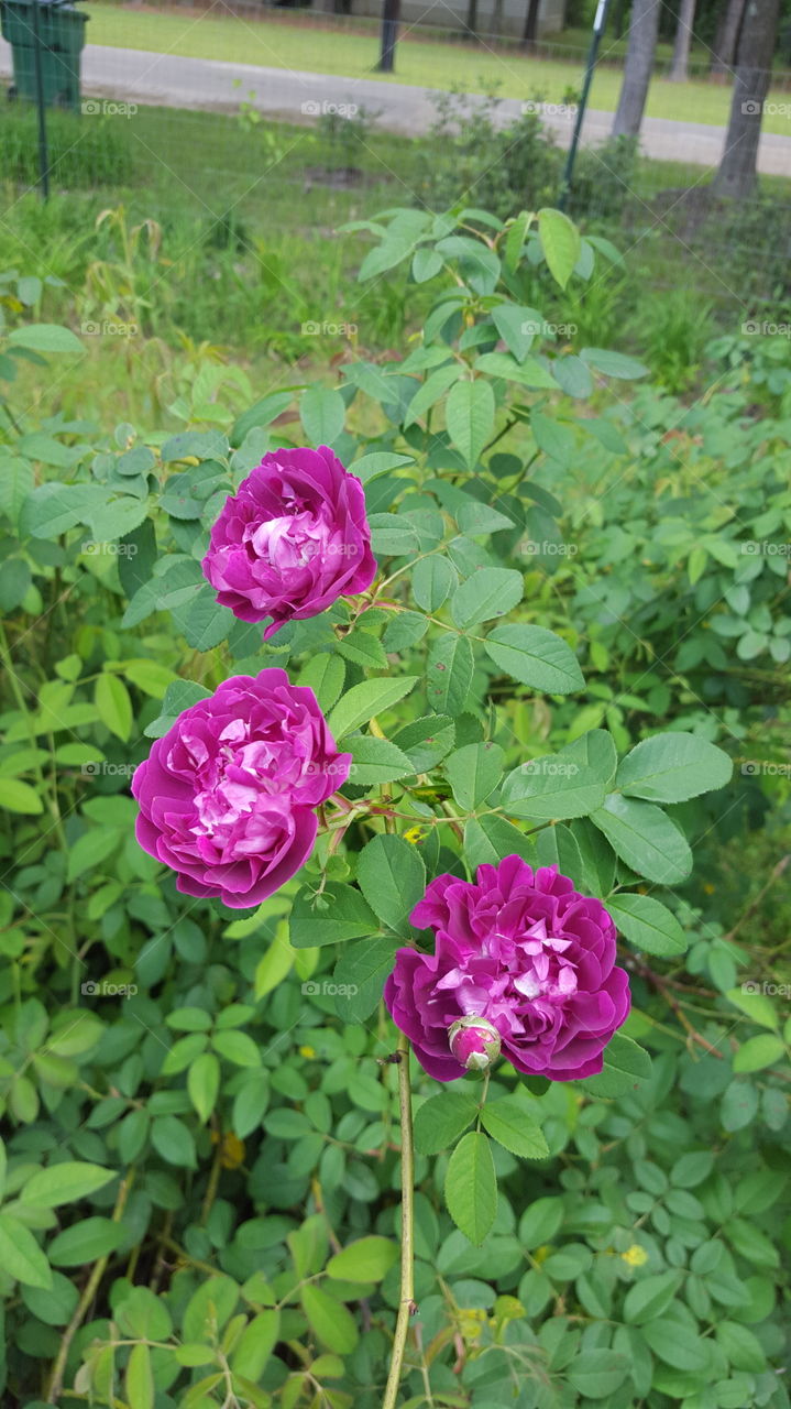 Purple  Rose.