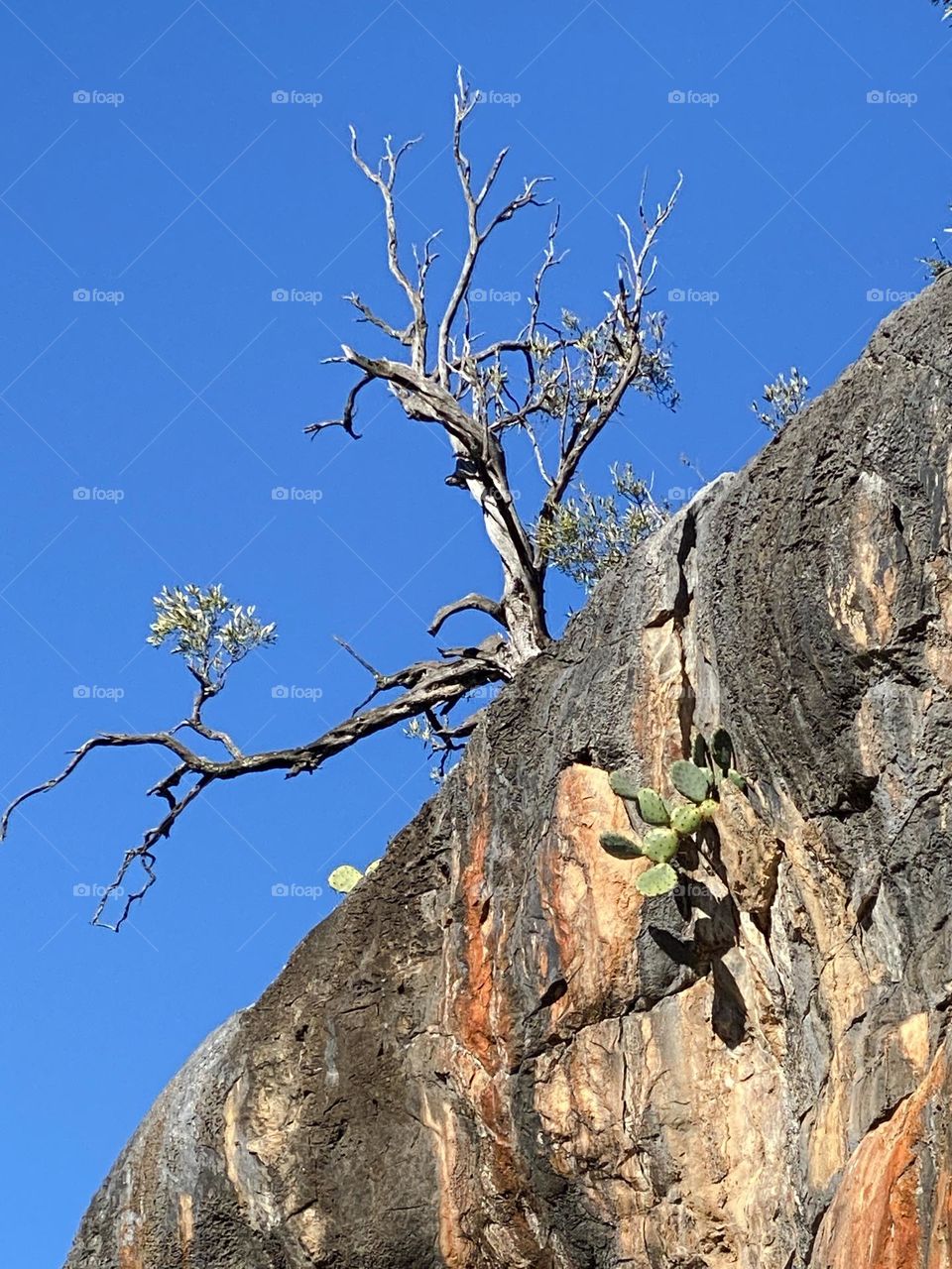 Rock trees 