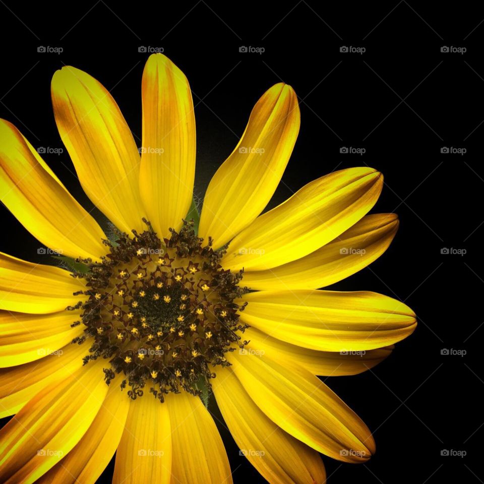 Dramatic yellow sunflower bloom isolated agains a black background off center in a square frame.