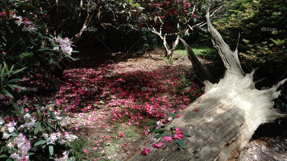 Walking in Richmond Park 'Isabella plantation' mid June