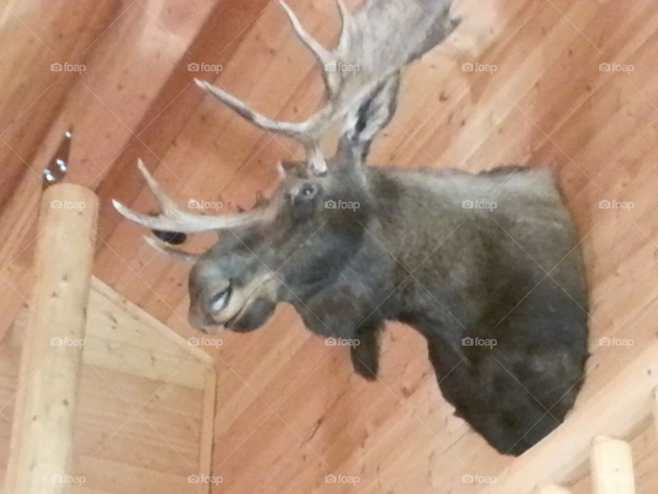 The Moose Keeps Starring At Me On The Wall