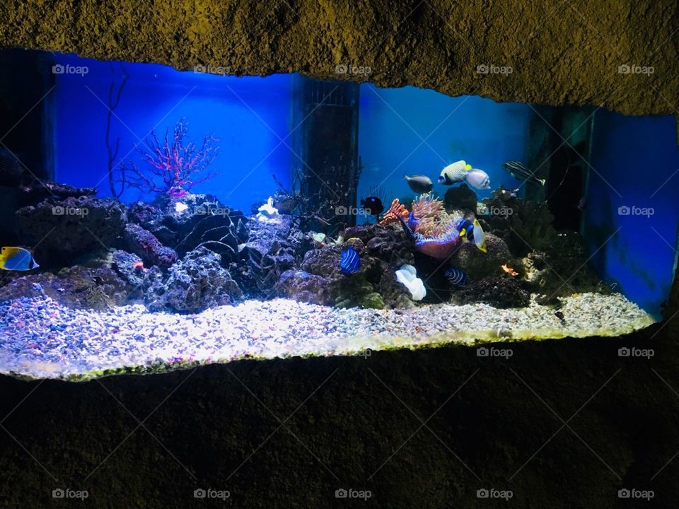 Fish tank