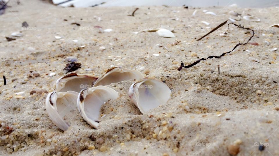 Sand covering seashells