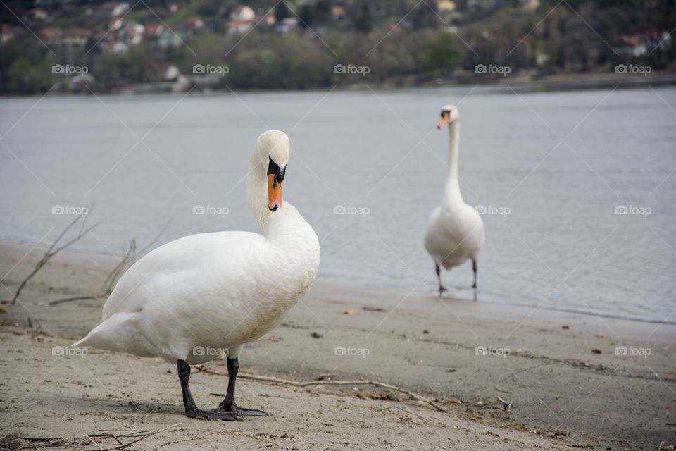 swan offended