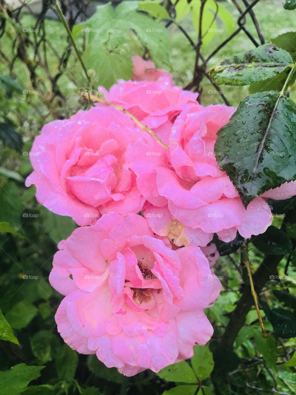 Pink roses in the rain 