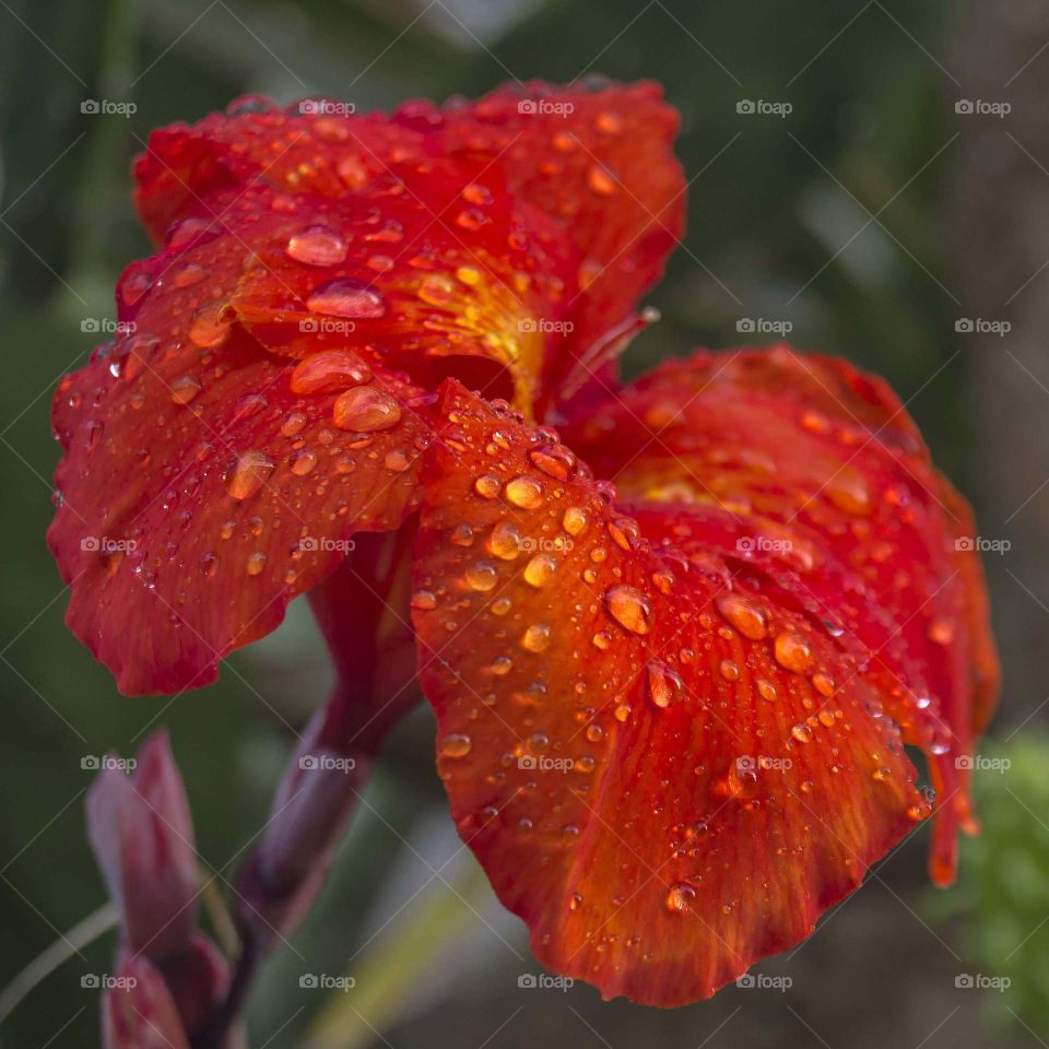 red flower