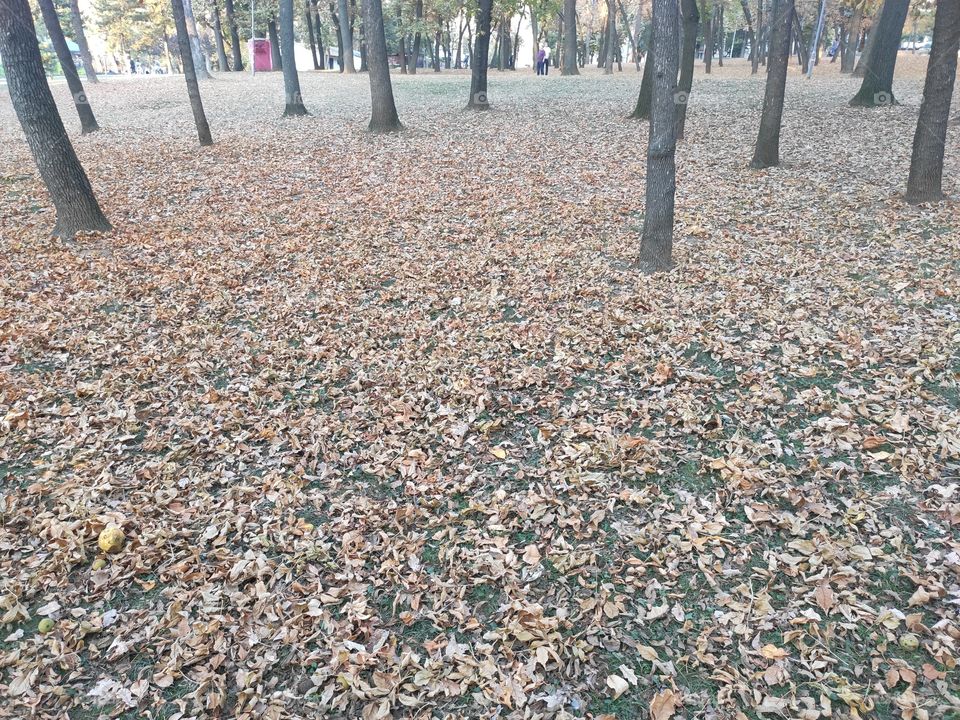 Autumn landscape in park