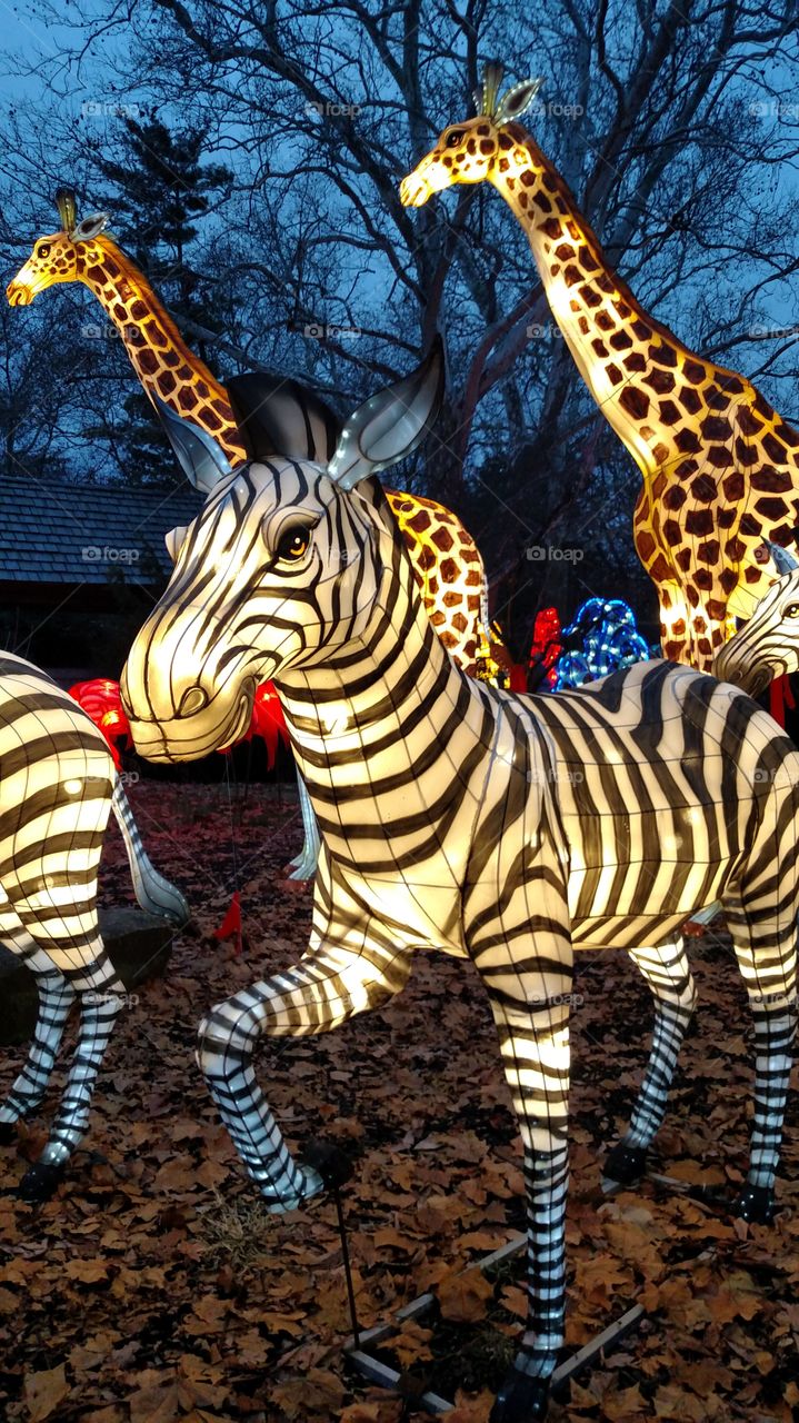 zebras giraffe wildlife wildlights Chinese lanterns Festival