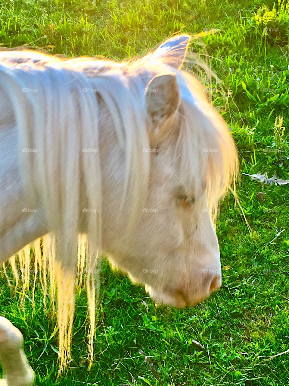 Sunlit Mane