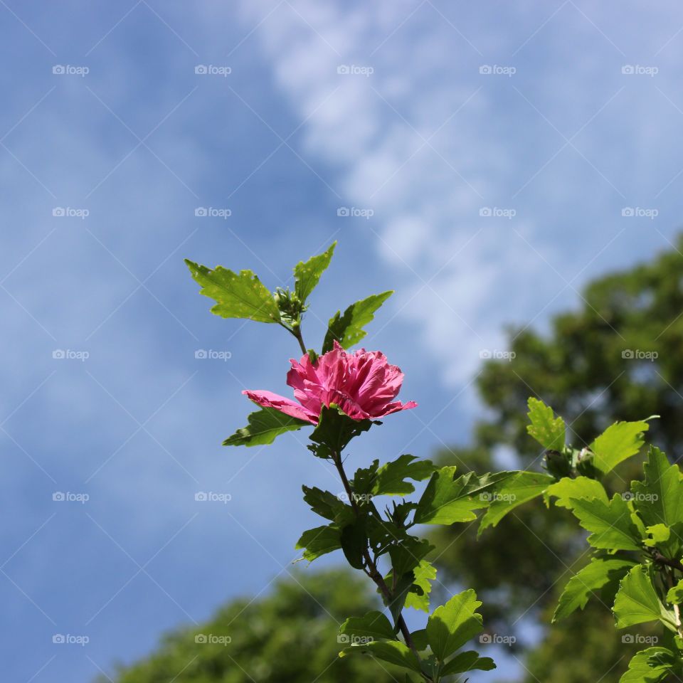 looking up to the beautiful blue skies and my first pink rose of sharon #bloom ans buds
