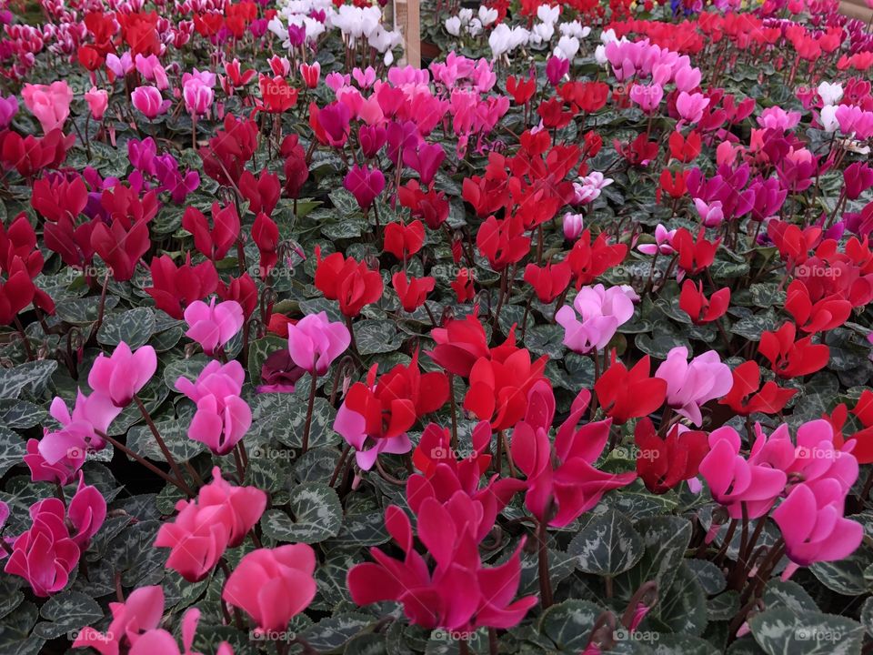 These scrumptious plants are rich in colour and offer an amazing array of colour, “simply the best.”