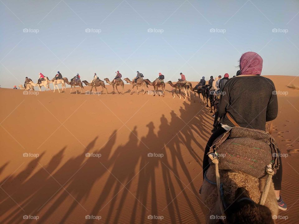 Riding Camels in the Sahara Desert in Morocco - Long Line of a Group of Camels and Their Shadows