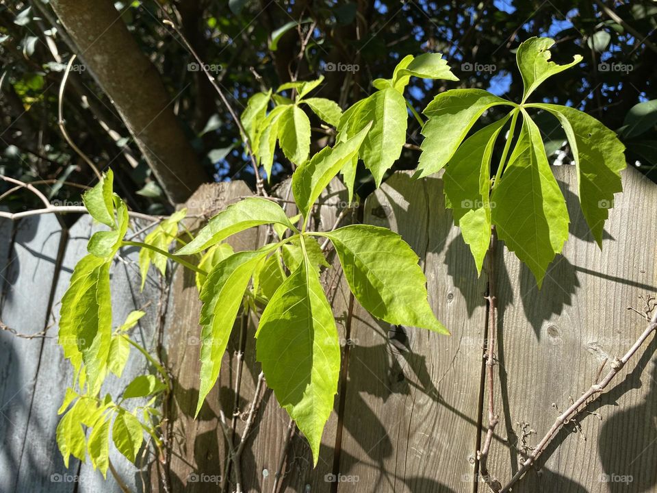 Green leaves