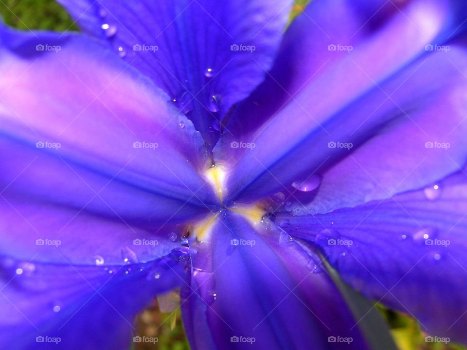 Waterdrops on beautiful flowers