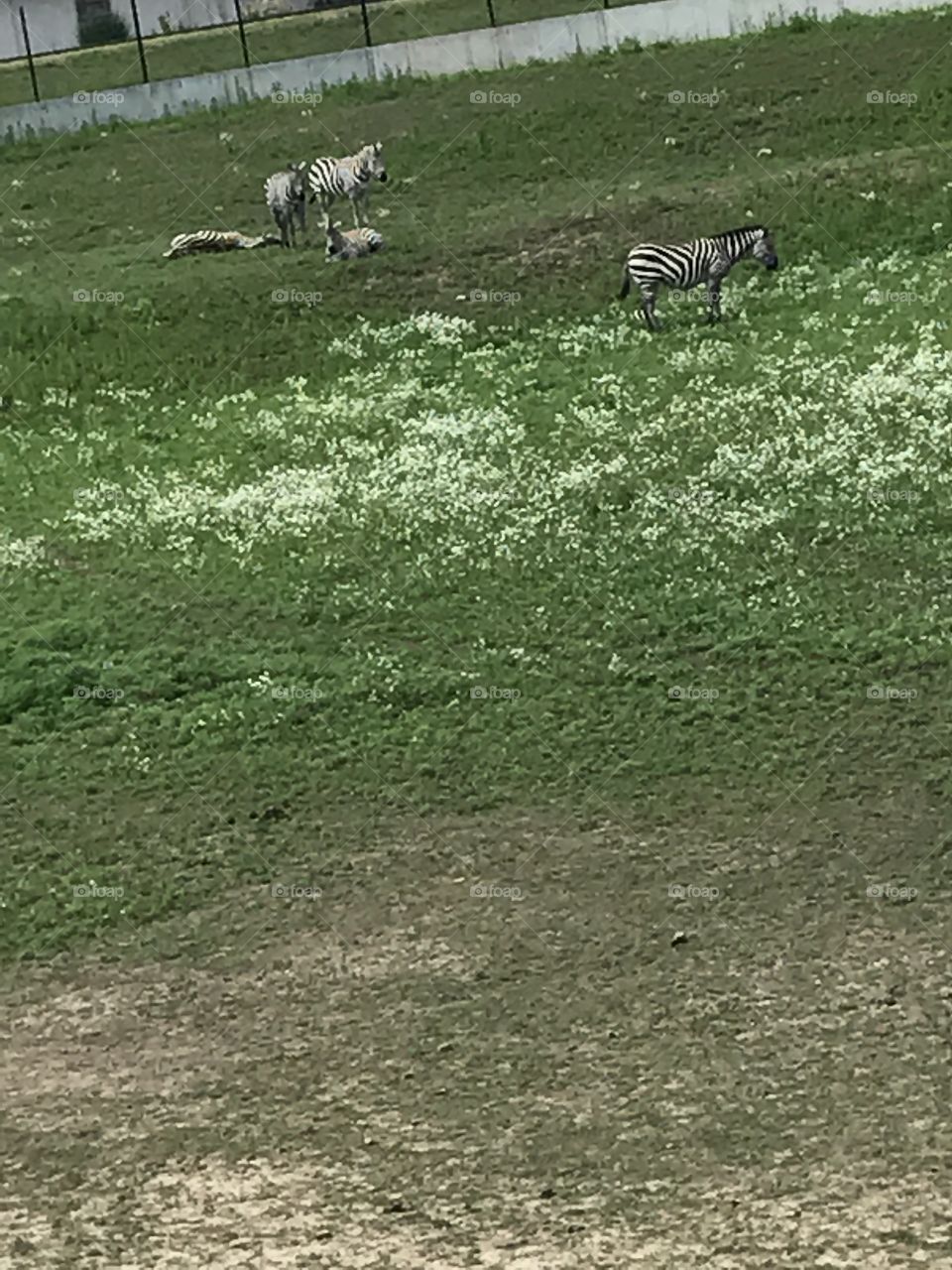 Grass and zebras
