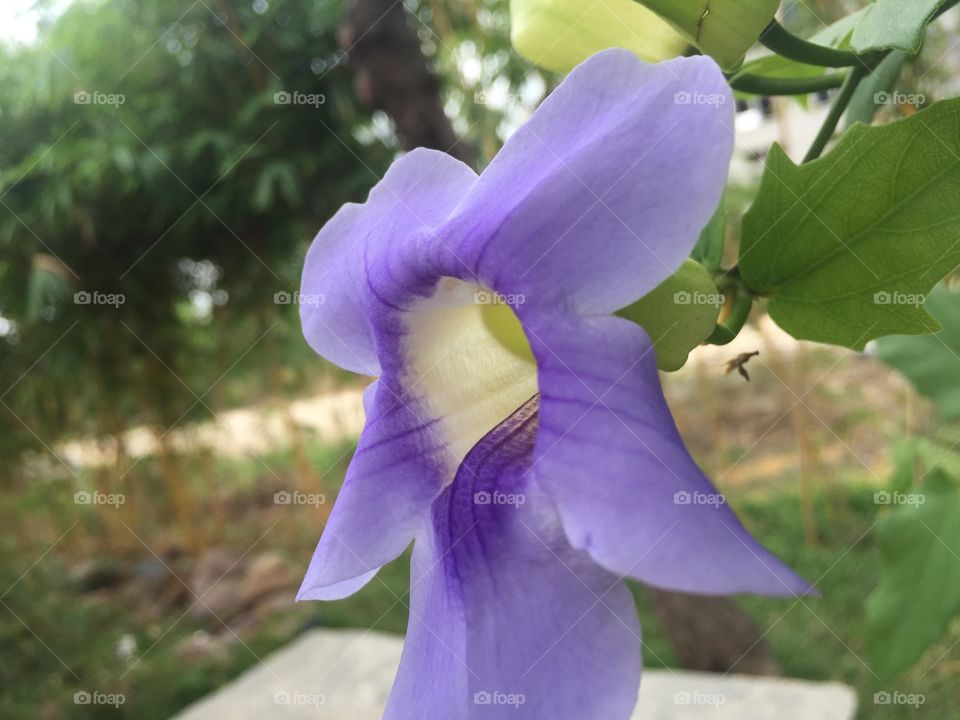 Flower taken from iPhone 