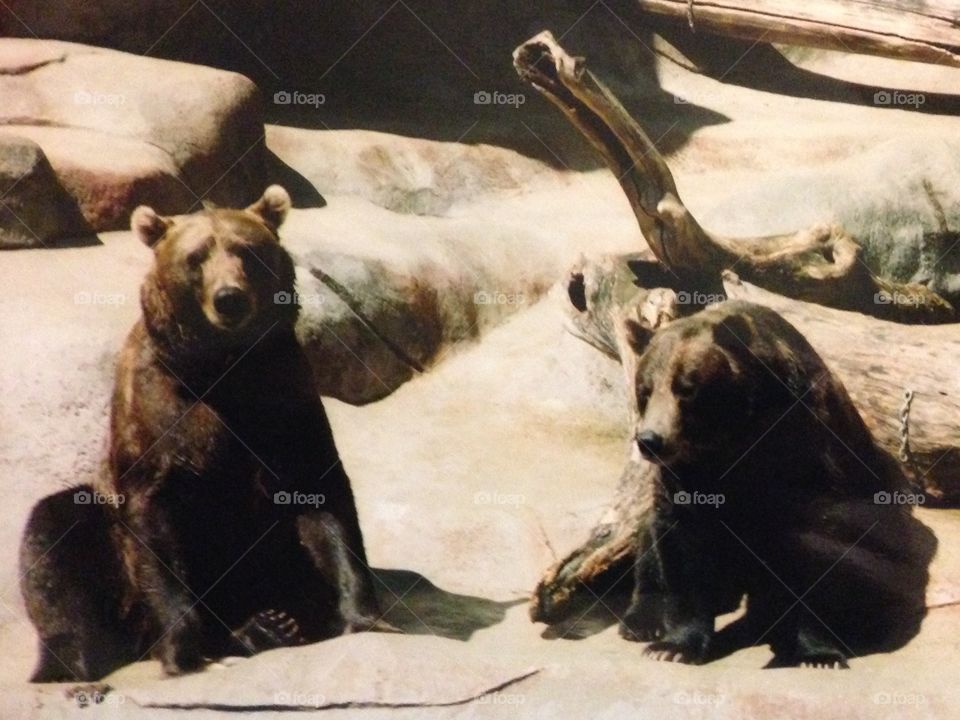 Two grizzly bears watching the visitors at the zoo.