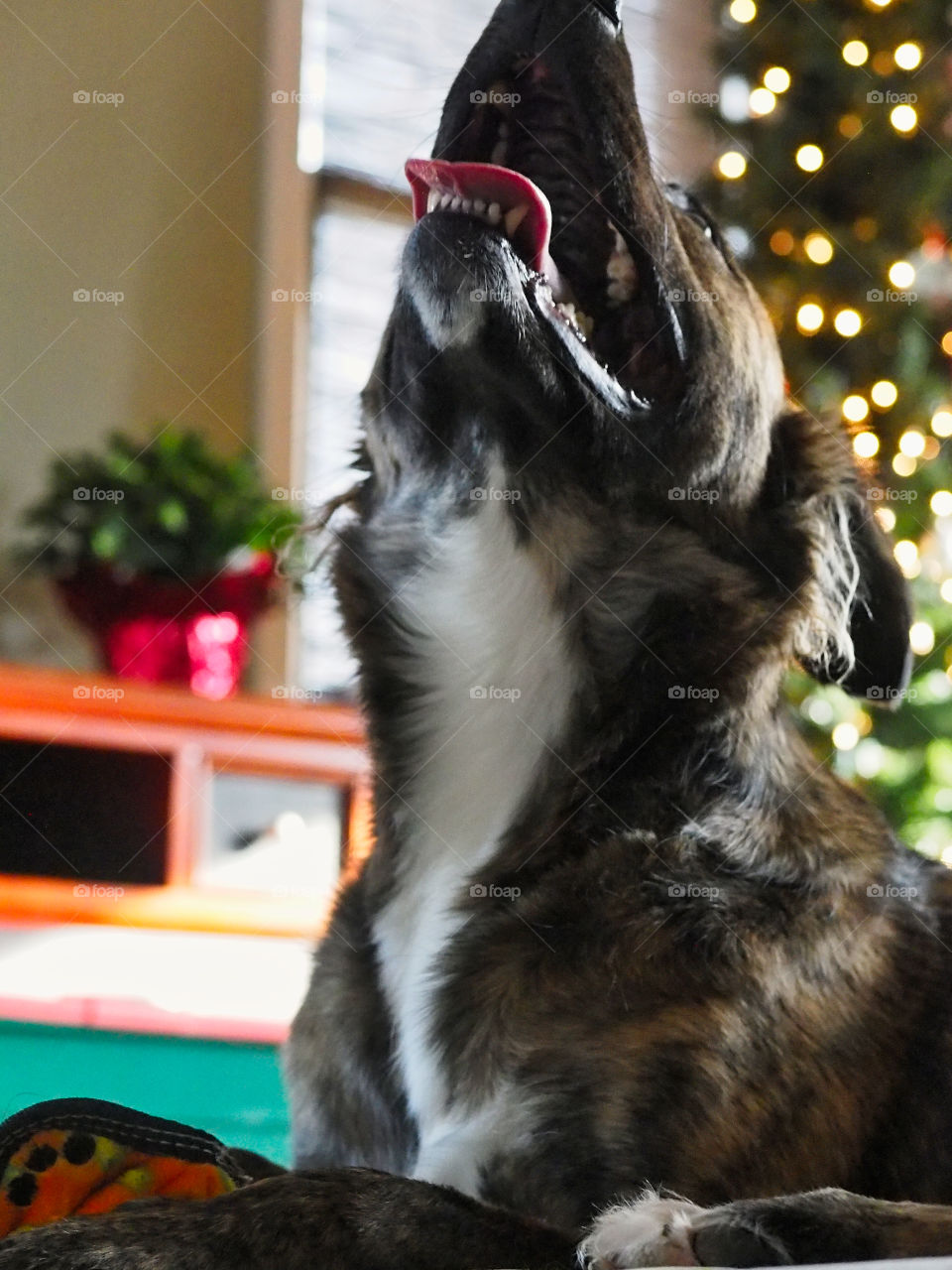 Goofy dog and Christmas tree