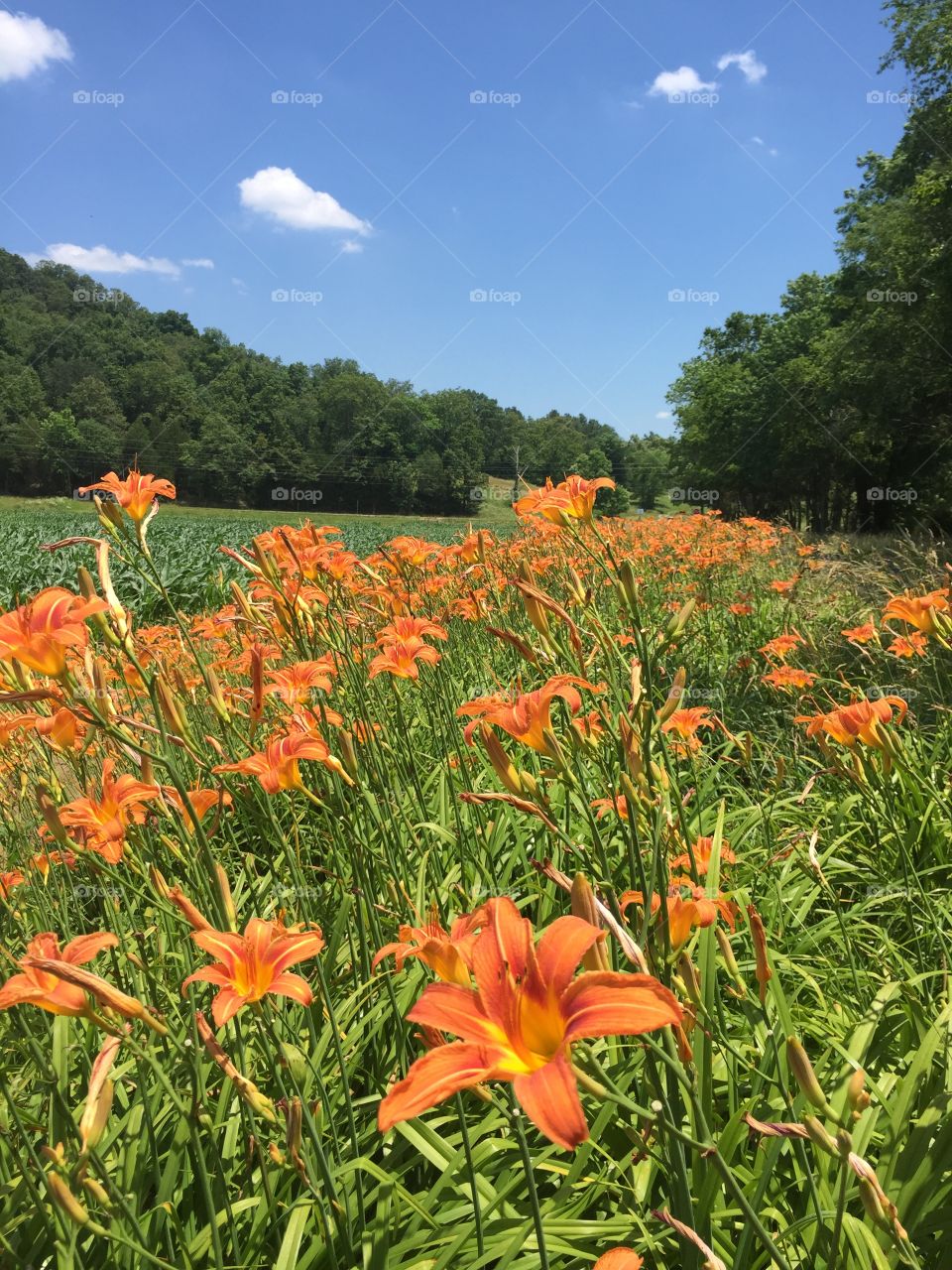 Field of orange daylilies