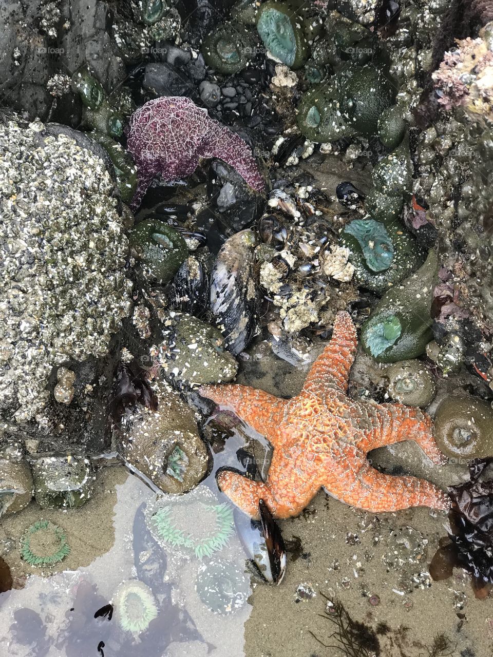 Colorful sea creatures in the tide pools at Cannon Beach 