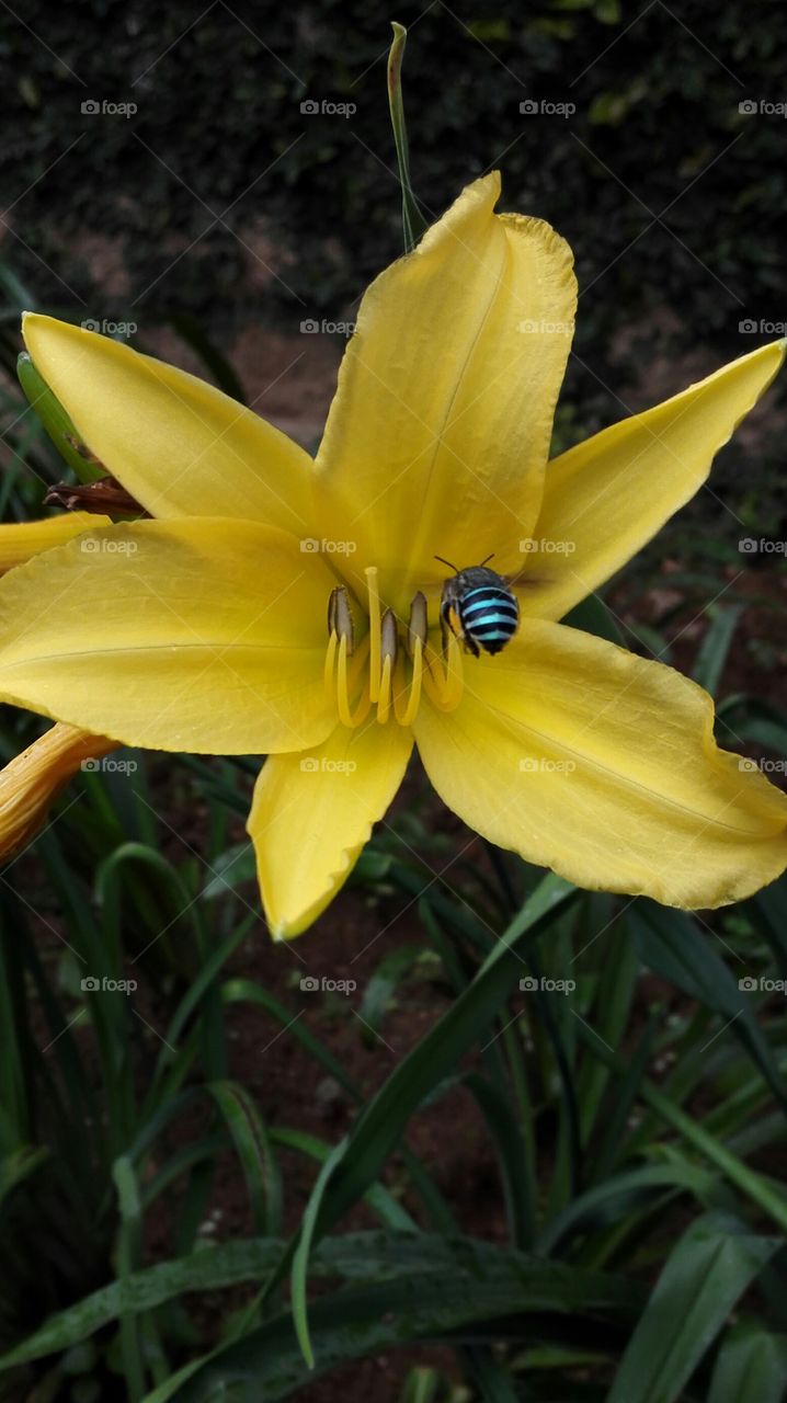 blue bug in yellow flower